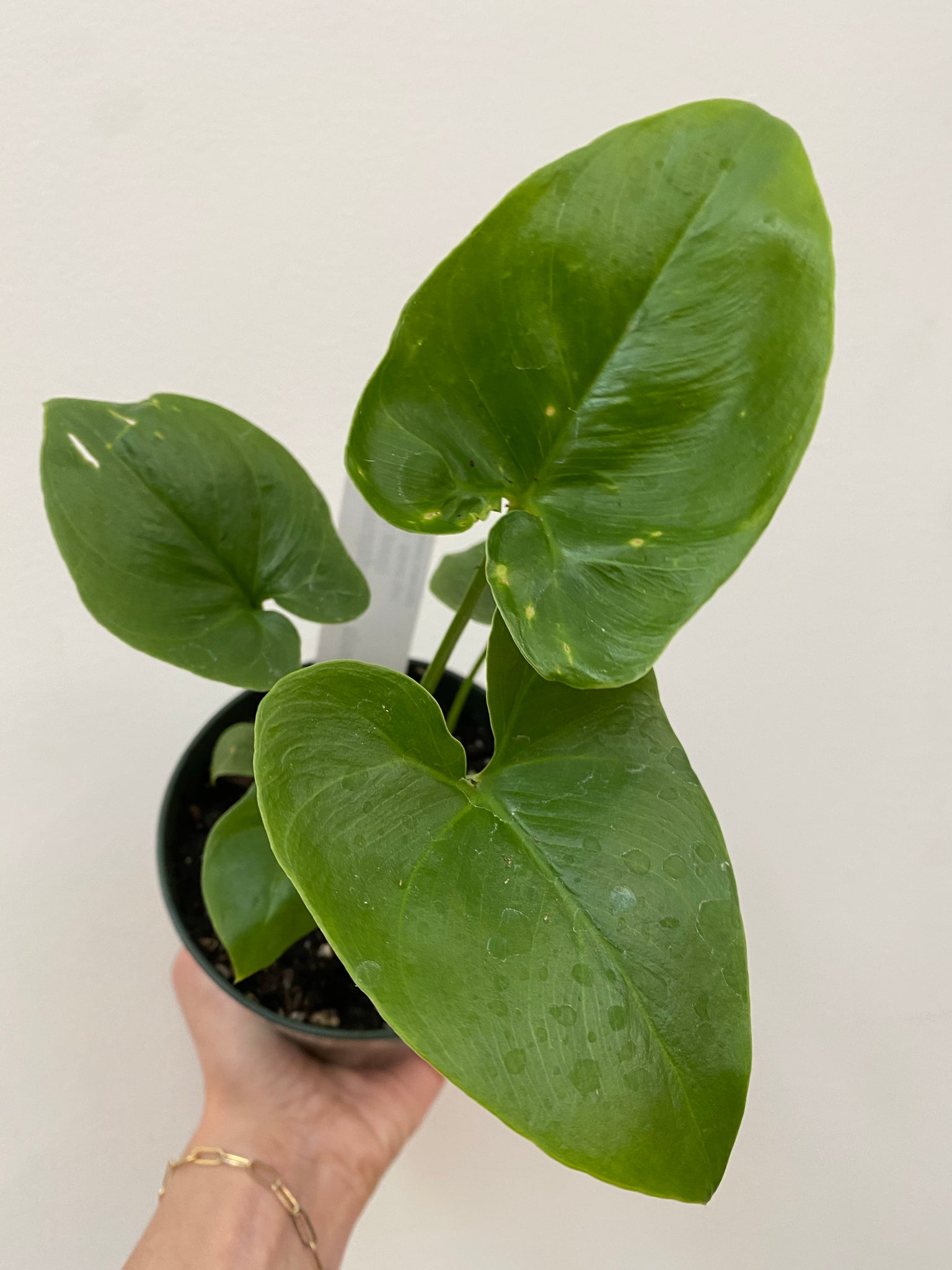 philodendron goeldii young Philodendron Goeldii
