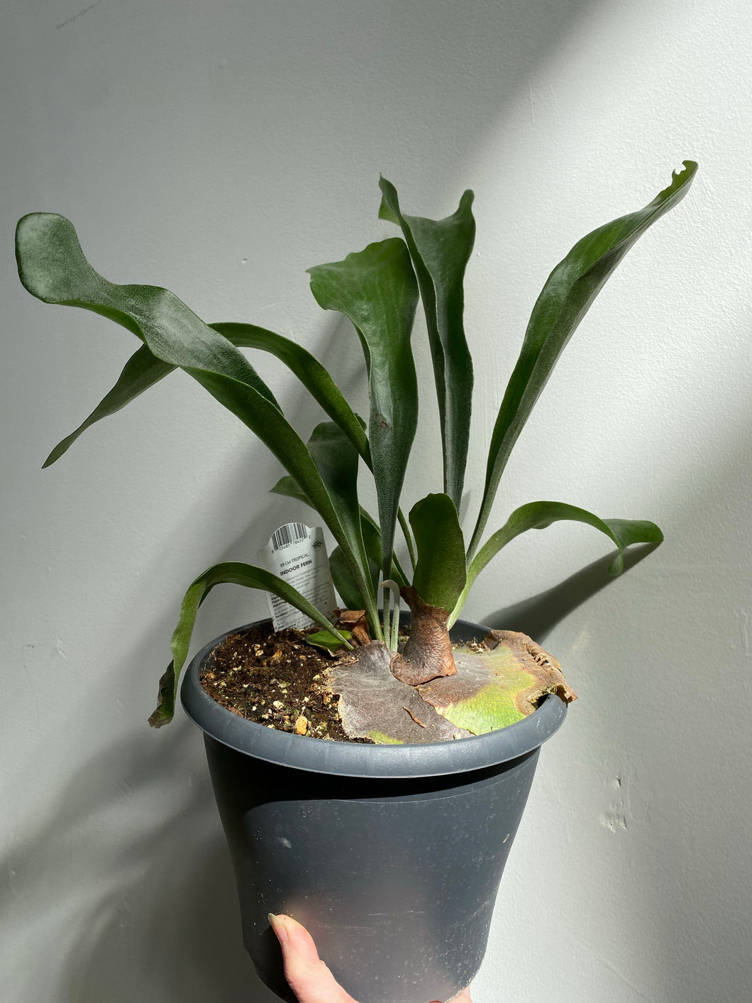 Staghorn Fern