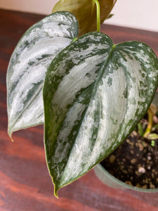 Philodendron Brandtianum