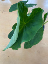 Load image into Gallery viewer, Colocasia - Elephant Ear