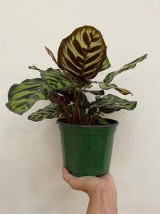 Calathea Makoyana - Peacock Plant - 6
