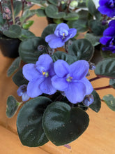Load image into Gallery viewer, African Violets