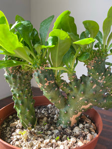 Euphorbia Neriifolia - Indian Spurge Treee