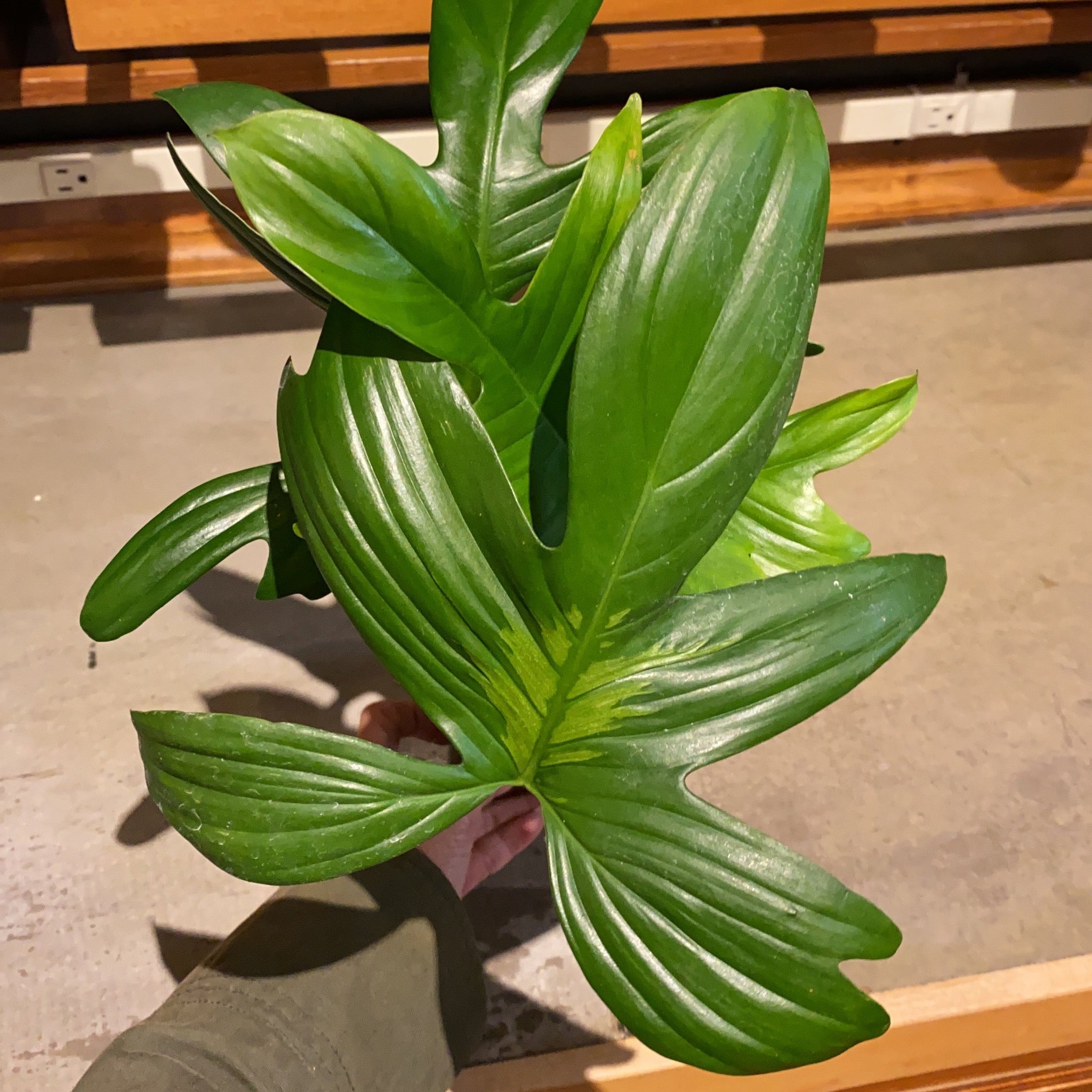 philodendron laciniatum araceae Philodendron Laciniatum – WILDEHAUS