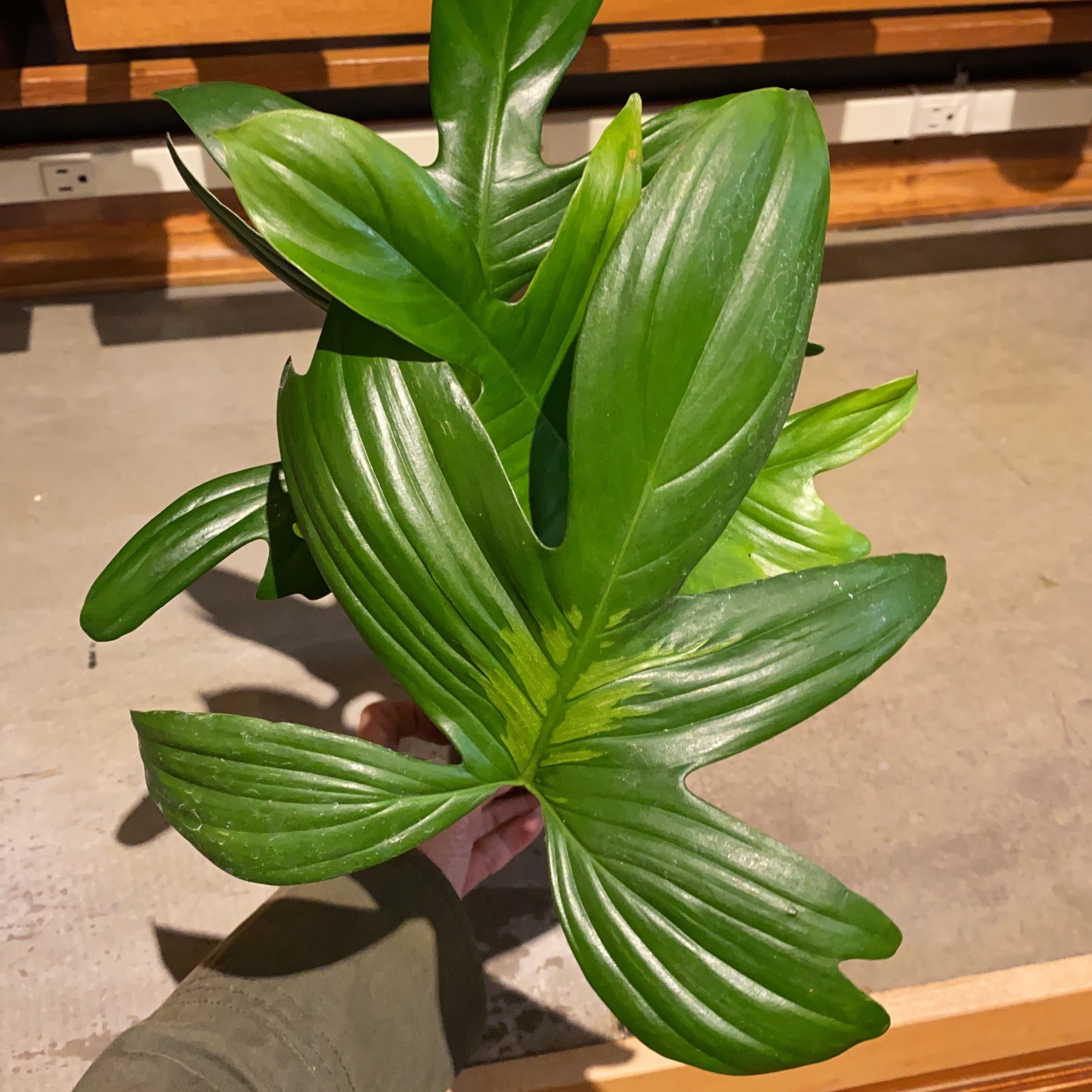 philodendron laciniatum Philodendron Laciniatum – WILDEHAUS