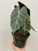 Load image into Gallery viewer, Alocasia - Purple Night