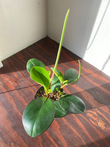 Peperomia - Clusiifolia - Red Margin