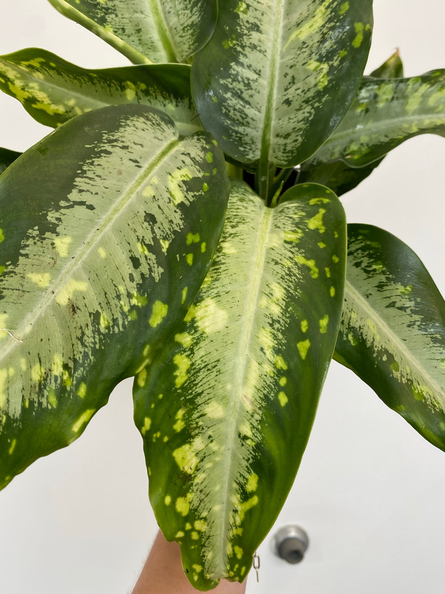 dieffenbachia panther Dieffenbachia Panther – WILDEHAUS