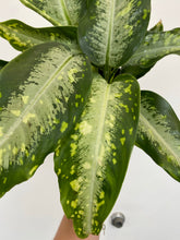 Load image into Gallery viewer, Dieffenbachia Panther