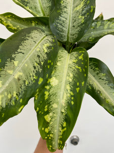 Dieffenbachia Panther