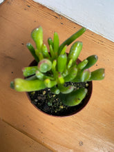 Load image into Gallery viewer, Crassula Ovata - Jade Gollum