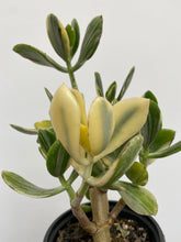 Load image into Gallery viewer, Crassula Ovata Variegata - Variegated Jade