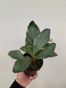 Peperomia - Ginny