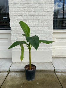 Ensete Maurelli - Banana Plant - Dwarf