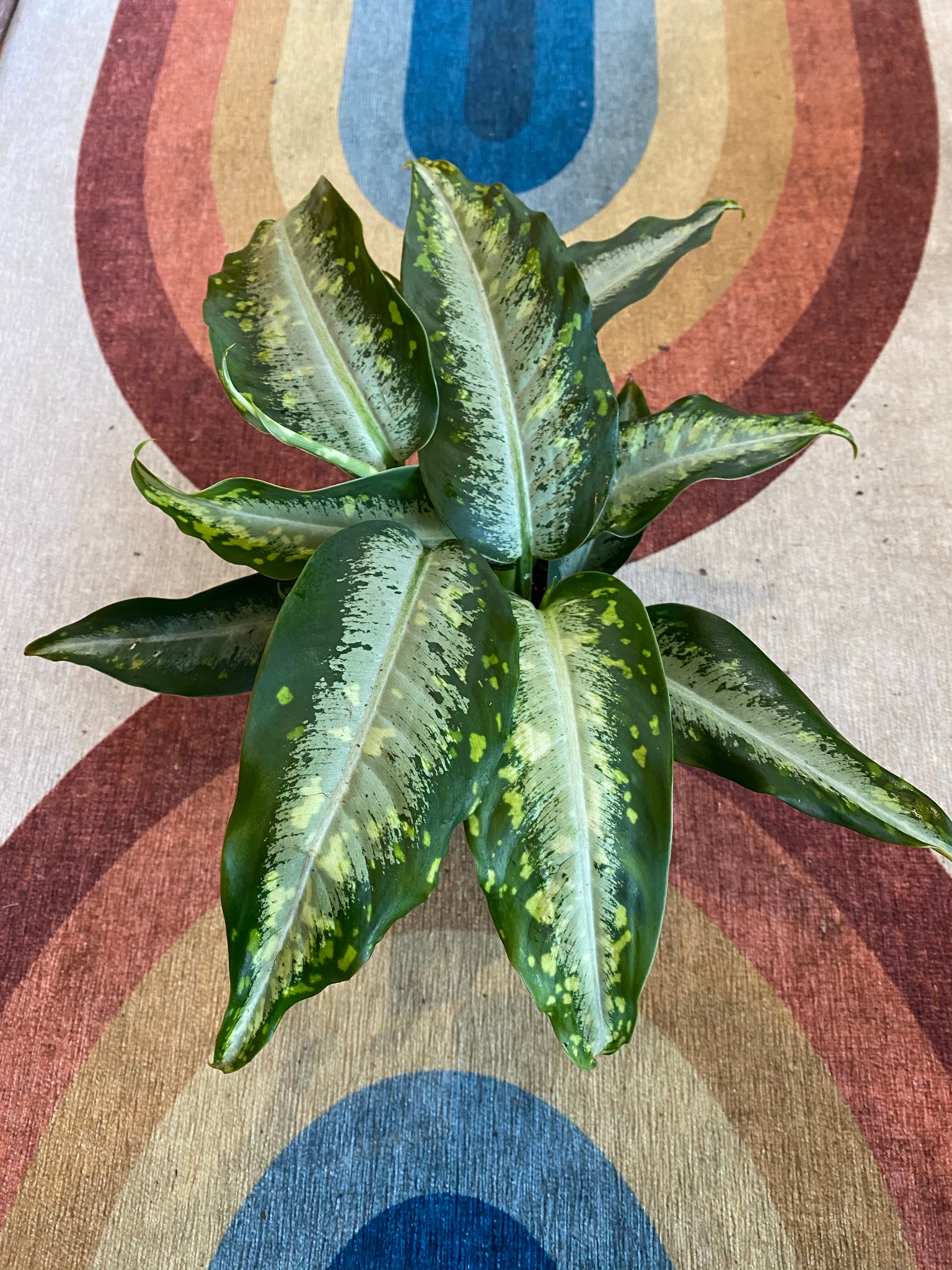 panther dieffenbachia Dieffenbachia Panther – WILDEHAUS
