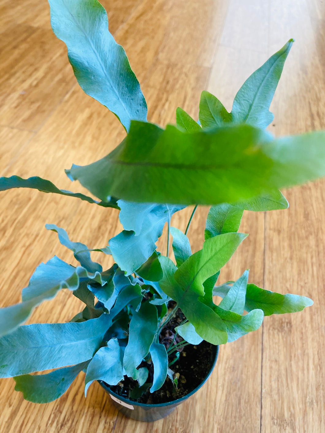bear paw fern blue star Polypodium pseudoaureum - 'Blue Star'