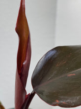 Load image into Gallery viewer, Philodendron Pink Princess - standard 4&quot;
