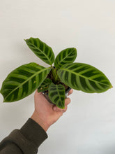 Load image into Gallery viewer, Calathea Zebrina - Abby