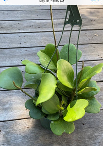 Hoya Kerrii - Sweetheart Vine