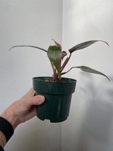 Load image into Gallery viewer, Philodendron Pink Princess - standard 4&quot;