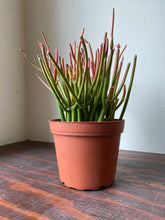 Load image into Gallery viewer, Euphorbia Tirucalli - Sticks on Fire - Red