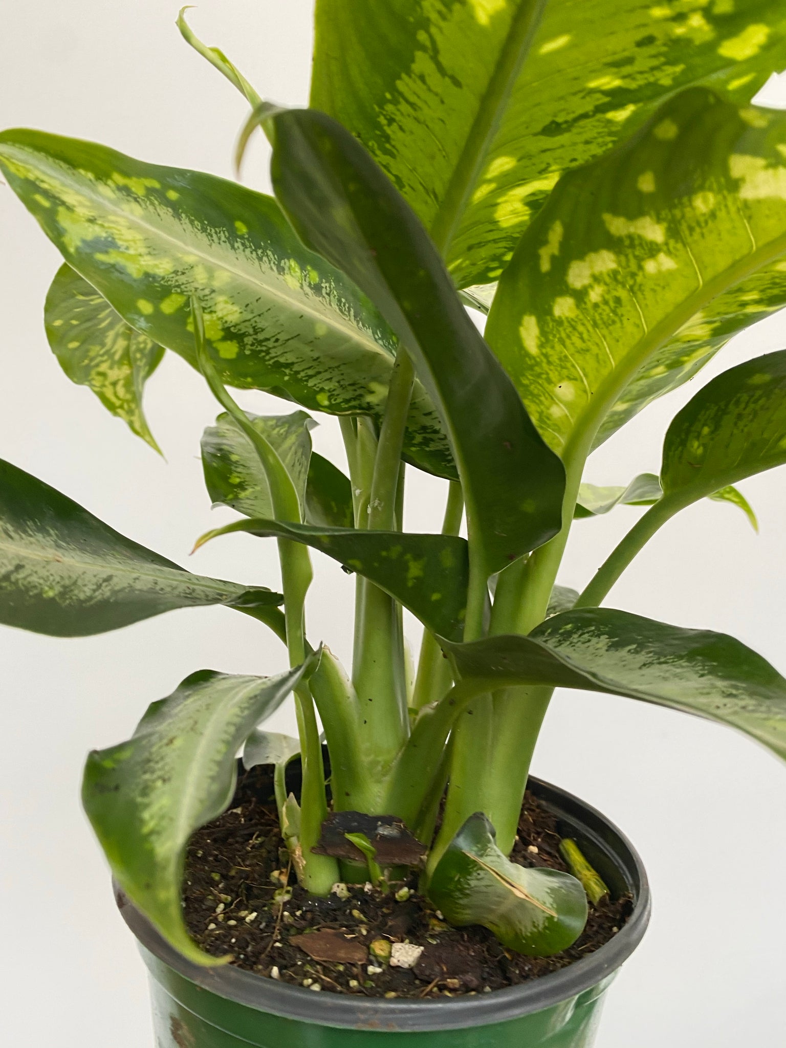 dieffenbachia panther plant Dieffenbachia Panther – WILDEHAUS
