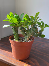 Load image into Gallery viewer, Euphorbia Neriifolia - Indian Spurge Treee