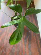 Load image into Gallery viewer, Philodendron Laciniatum