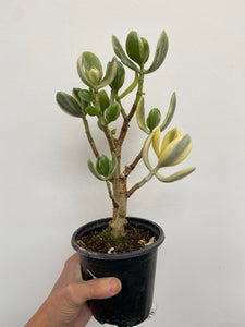 Crassula Ovata Variegata - Variegated Jade