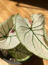 Load image into Gallery viewer, Caladium - Moonlight