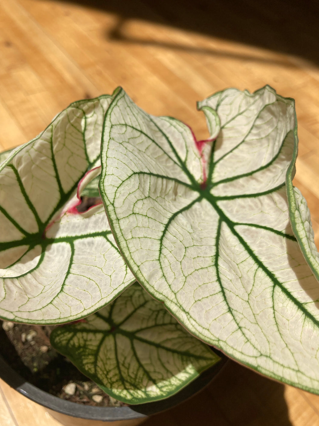 Caladium - Moonlight