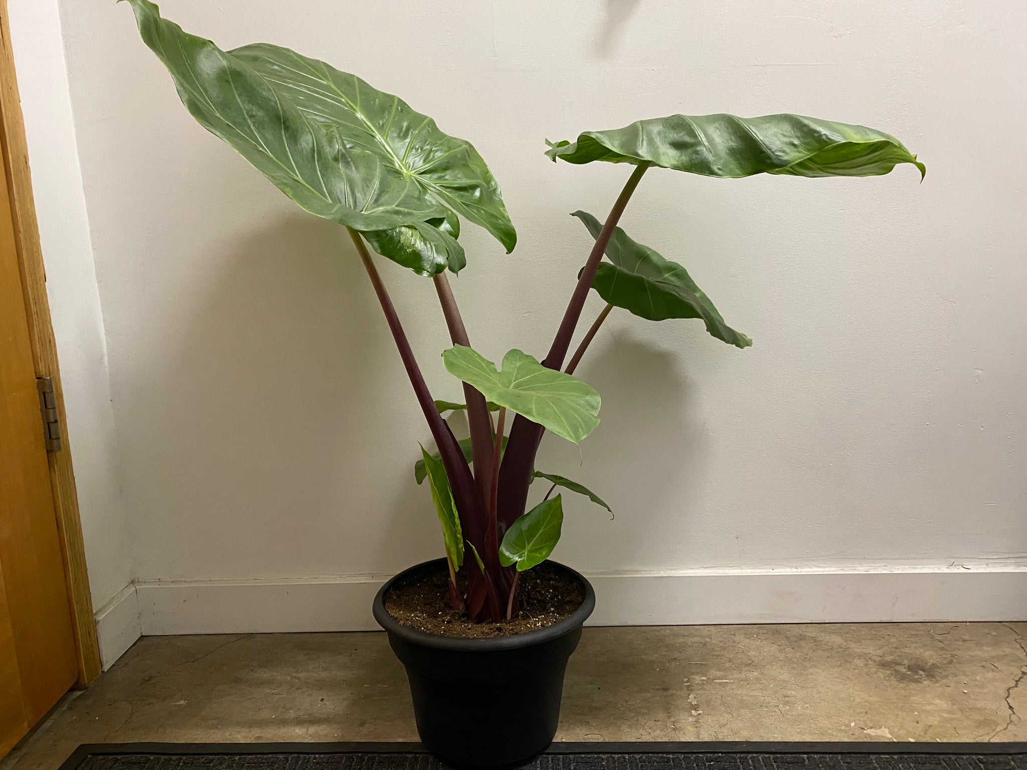 elephant ear plant red stem Alocasia - Elephant Ear