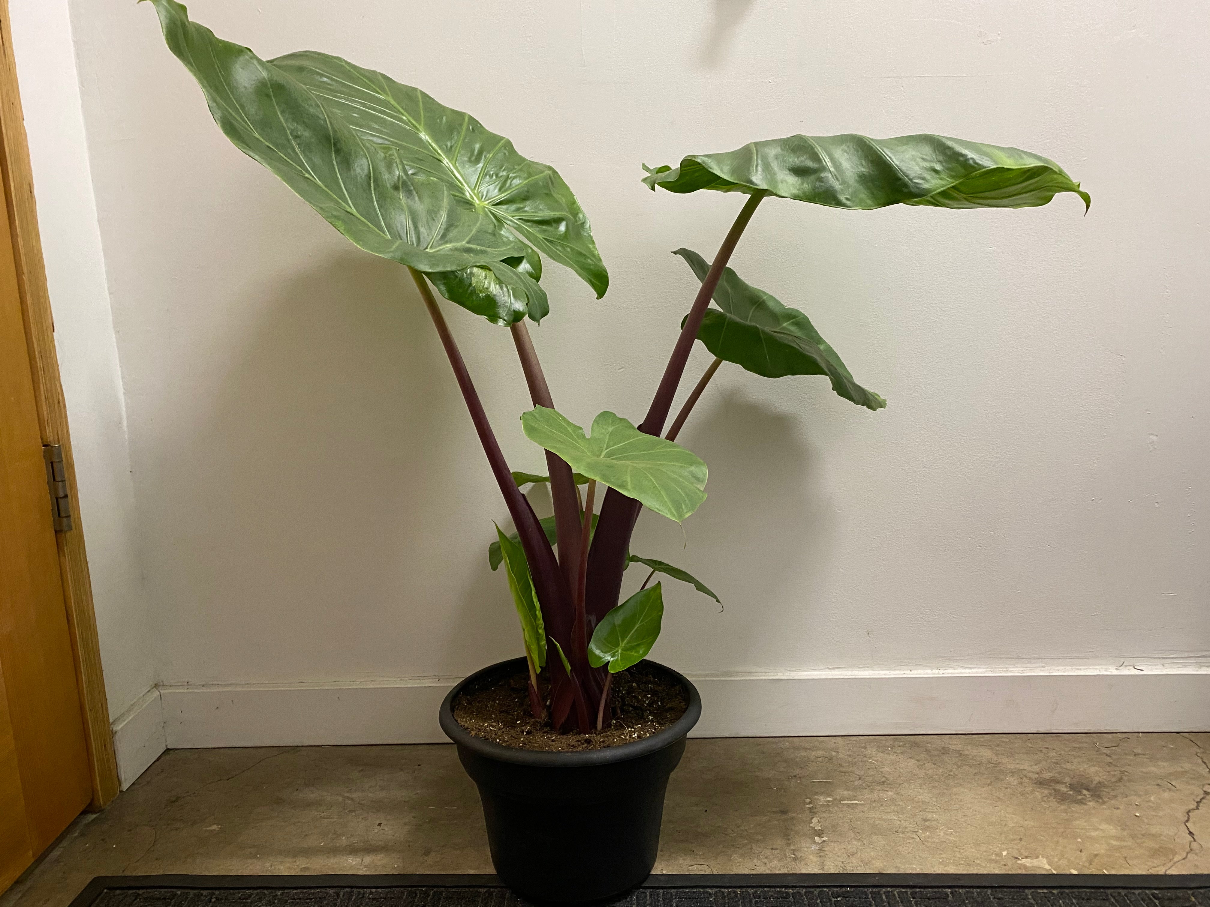Alocasia - Elephant Ear