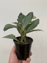 Load image into Gallery viewer, Peperomia - Ginny