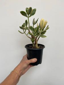 Crassula Ovata Variegata - Variegated Jade