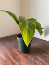 Load image into Gallery viewer, Philodendron Red Emerald - local pickup