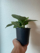 Load image into Gallery viewer, Homalomena Camouflage - 4&quot;