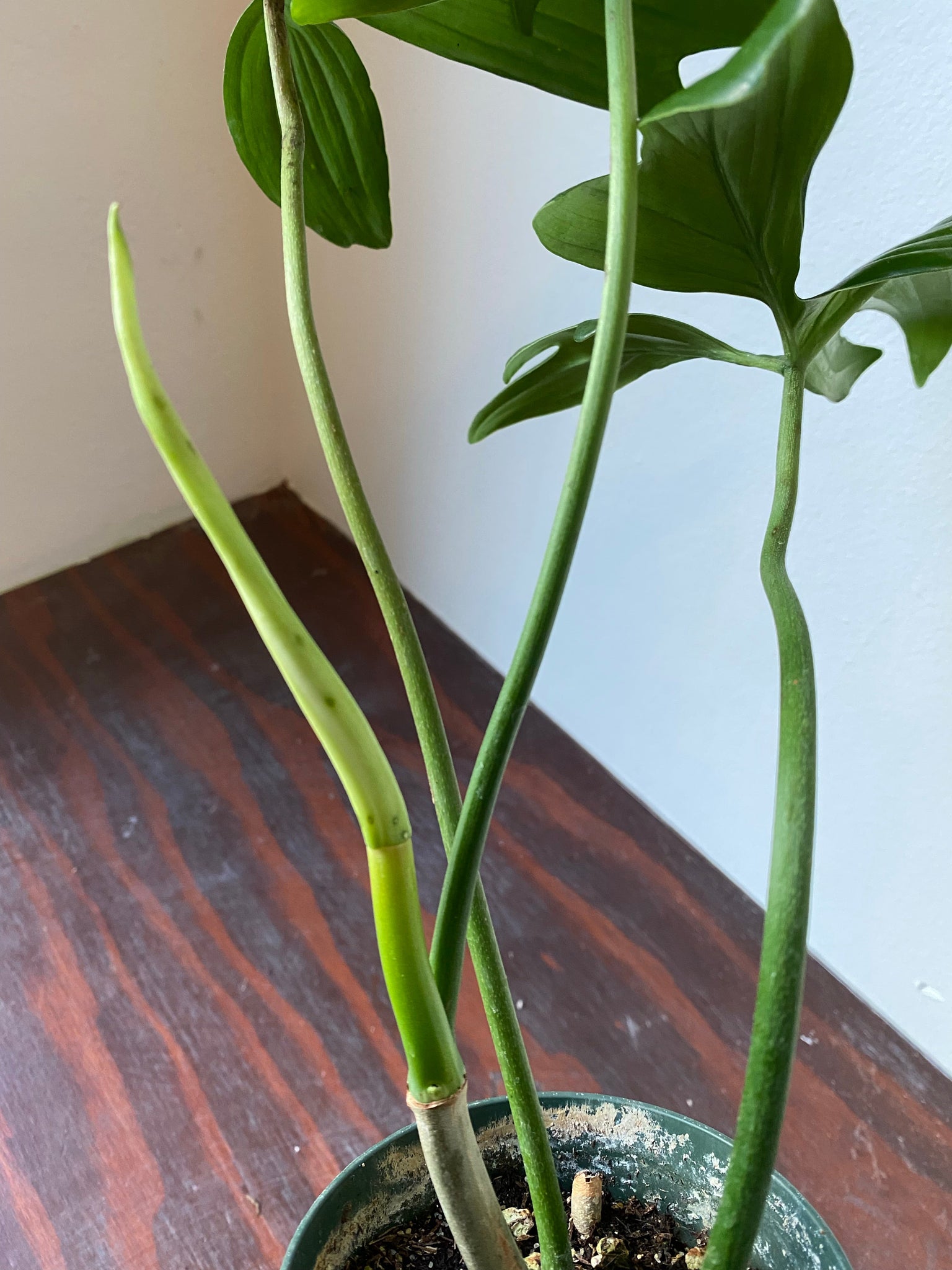 philodendron lapoanum Philodendron Laciniatum – WILDEHAUS