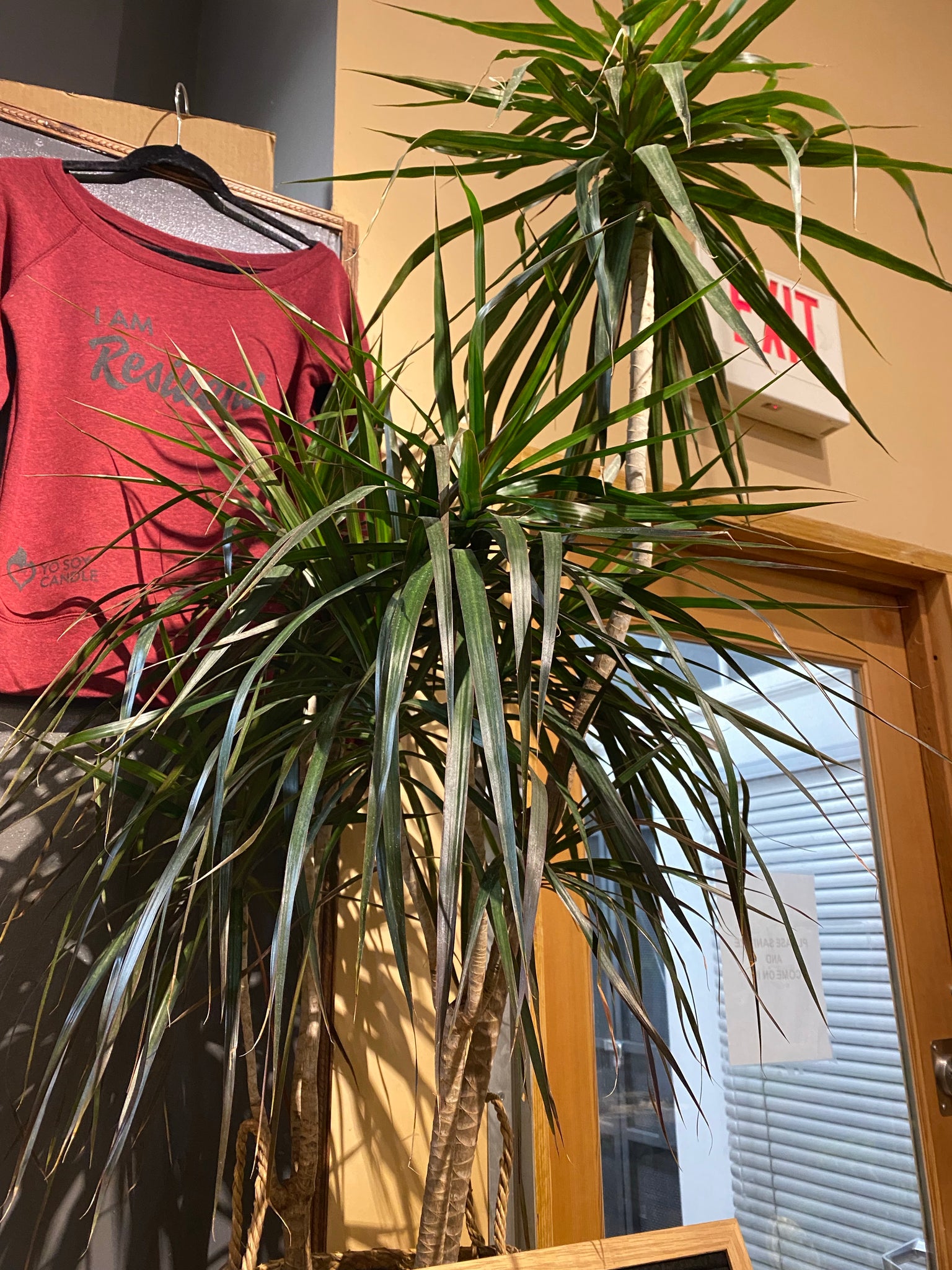 Little dracaena marginata with browning lower leaves