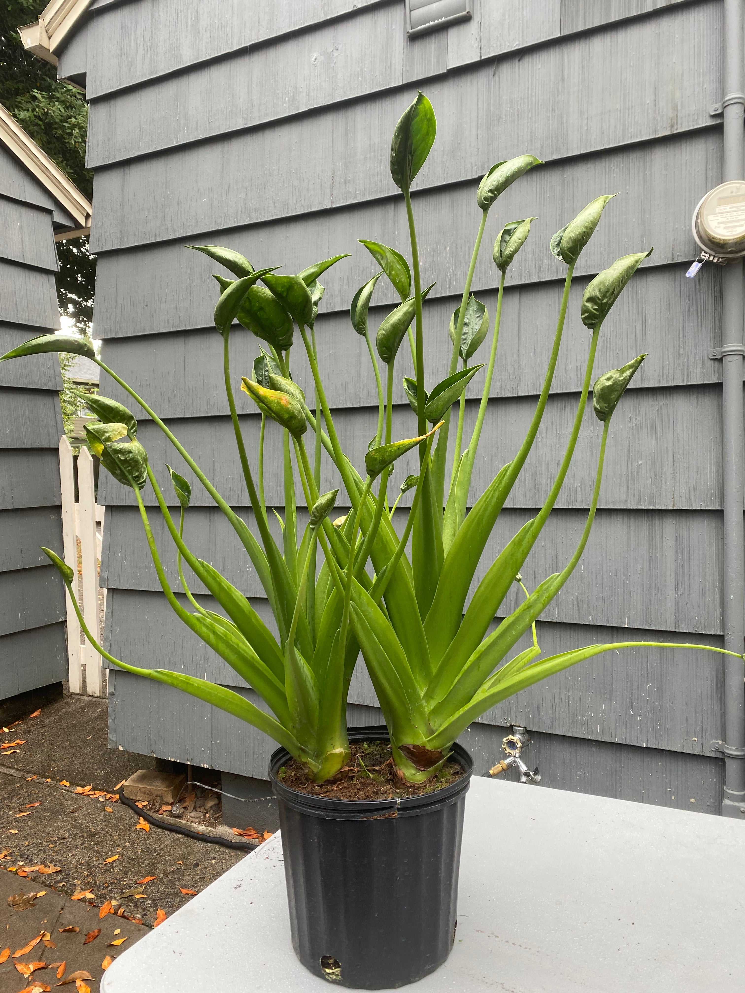 philodendron tiny dancer Alocasia