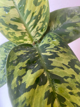 Load image into Gallery viewer, Homalomena Camouflage - 4&quot;