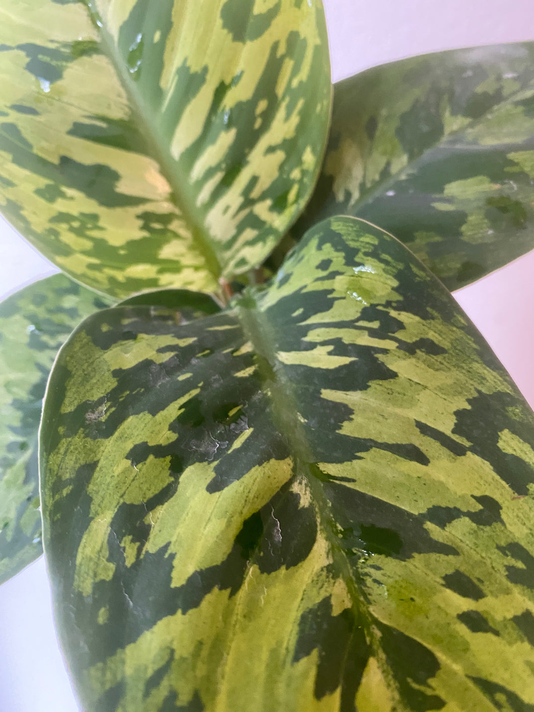 homalomena vs aglaonema Homalomena Camouflage