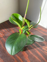 Load image into Gallery viewer, Peperomia - Clusiifolia - Red Margin