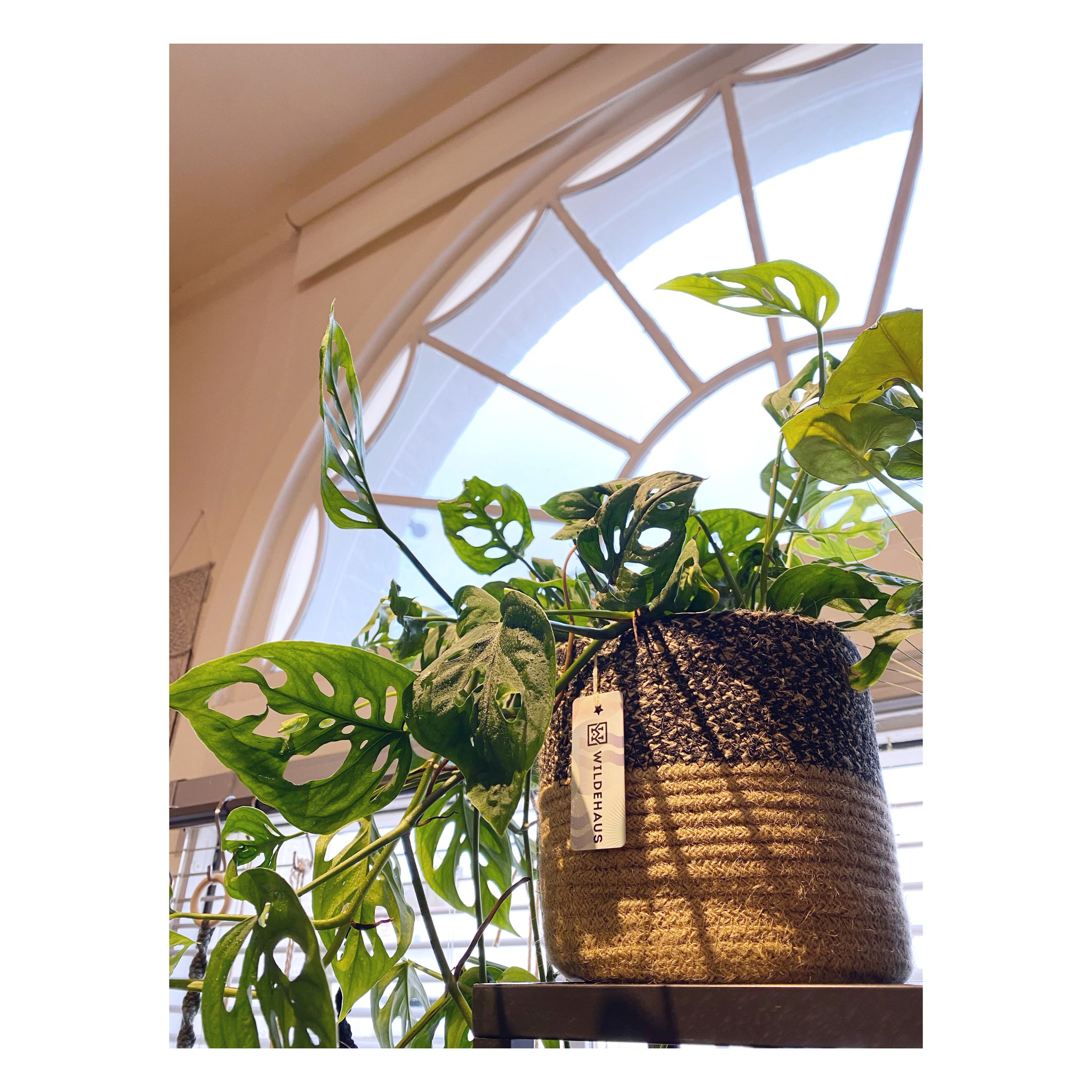 hanging monstera adansonii Monstera Adansonii - Swiss Cheese Plant