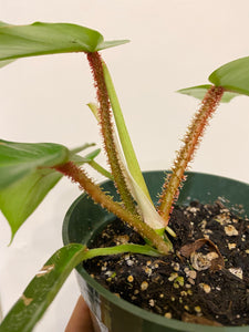 Philodendron Squamiferum