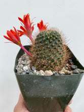 Load image into Gallery viewer, Cacti - Assorted - 4&quot;