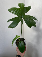 Load image into Gallery viewer, Philodendron Laciniatum