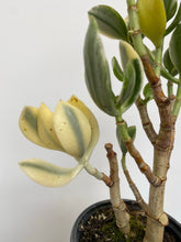 Load image into Gallery viewer, Crassula Ovata Variegata - Variegated Jade