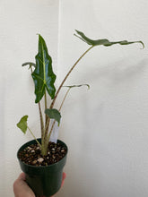 Load image into Gallery viewer, Alocasia - Sarian