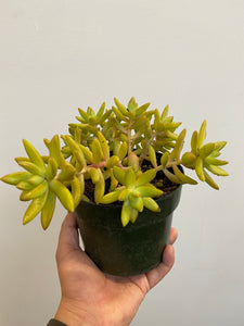 Succulents - Assorted - 6"